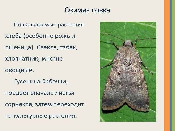 Бабочка совка: описание, меры борьбы, как избавиться от вредителя