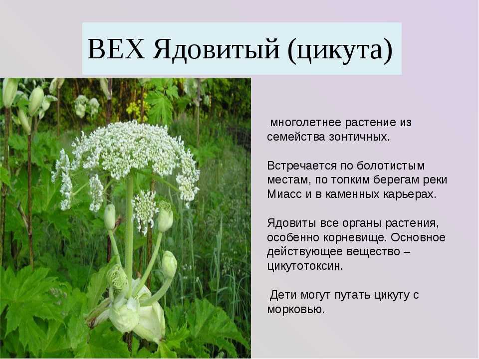 Профилактика отравлений ядовитыми растениями.
