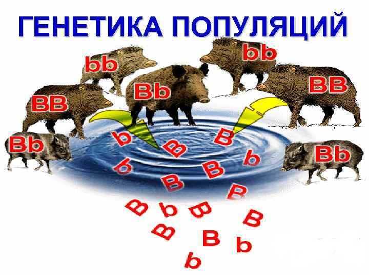 Изучение динамики генетического состава популяции