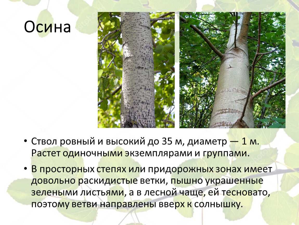 Осина (40 фото) - описание и виды дерева, где растет