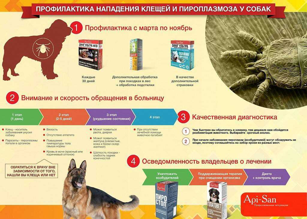 Пироплазмоз эквинов - симптомы, диагностика и лечение