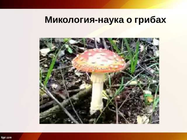 Настоящие грибы или эумицеты презентация, доклад, проект на тему