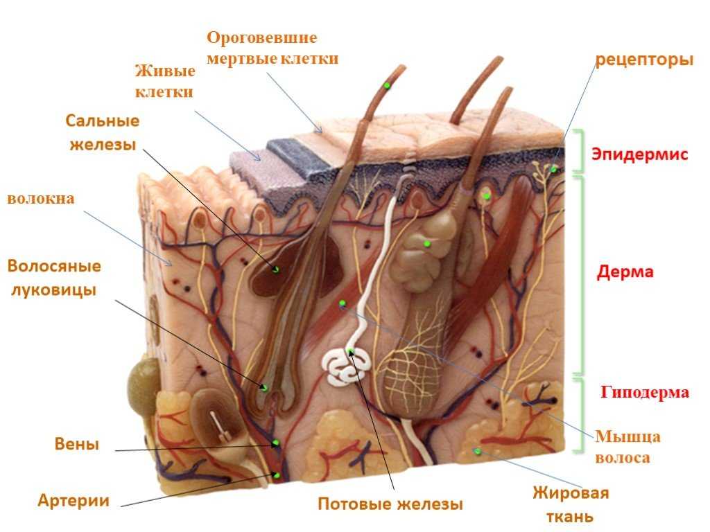 Реферат: кожа животных и её производные. строение кожного покрова