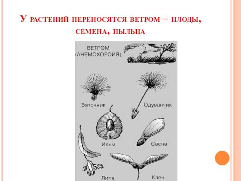 Морфология растений - т. а. сауткина - 2012