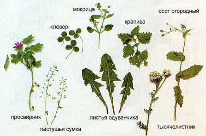 Горчица – растение для зеленого удобрения: свойства и применение