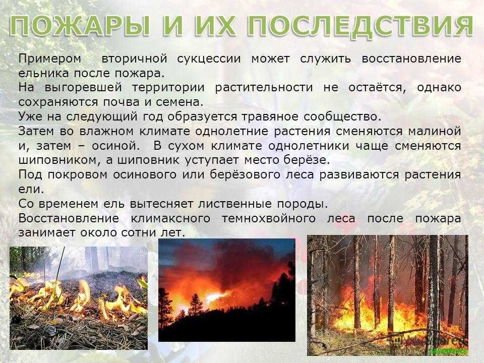 Что происходит с лесом после пожара: последствия и восстановление