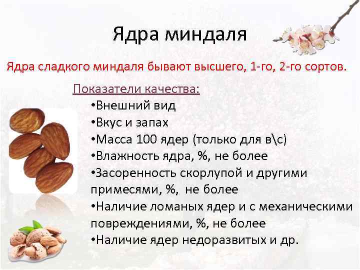 Как посадить и вырастить миндаль в условиях открытого грунта