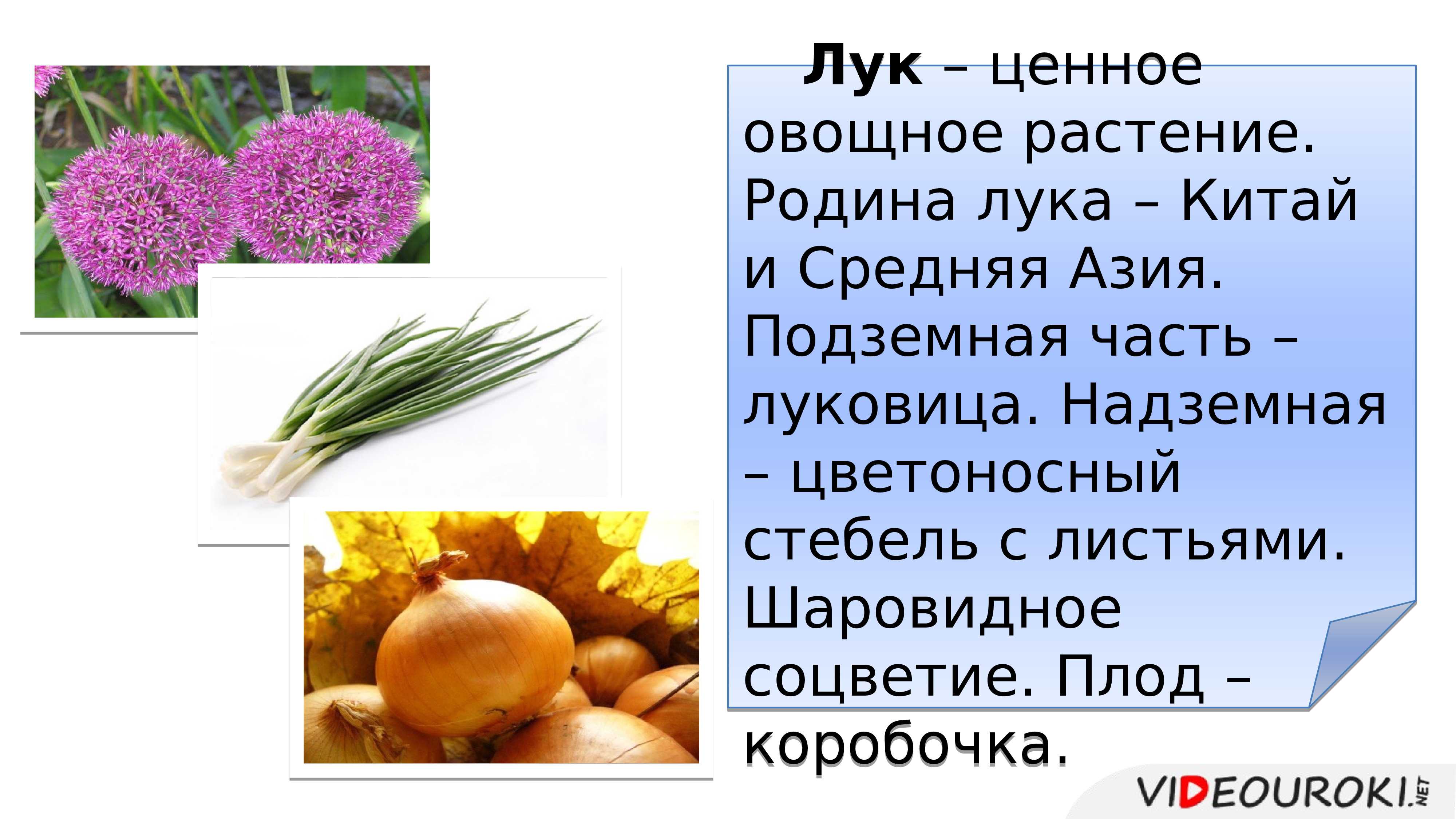 Аллиум: посадка декоративного лука и уход в домашних условиях
