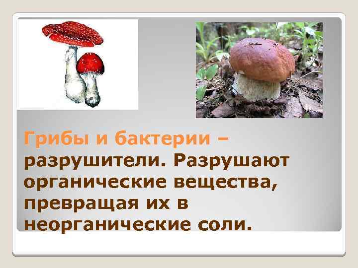 Грибы разрушители