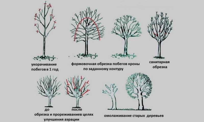 Обрезка абрикоса: почему у этого дерева все не так, как у его плодовых собратьев?