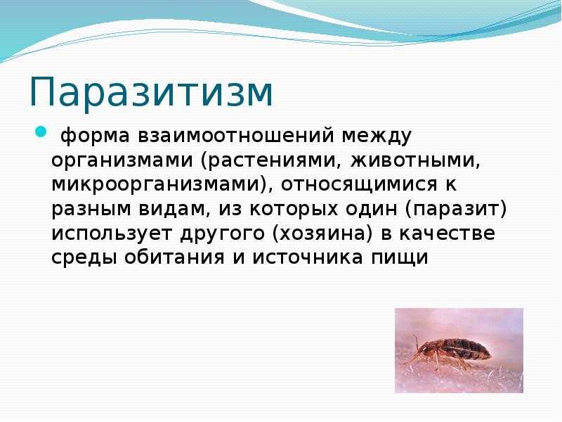 Паразитизм » мир прекрасен