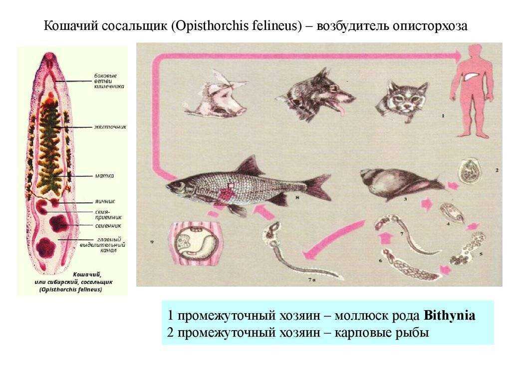 Описторхоз — глистное заболевание плотоядных животных и человека