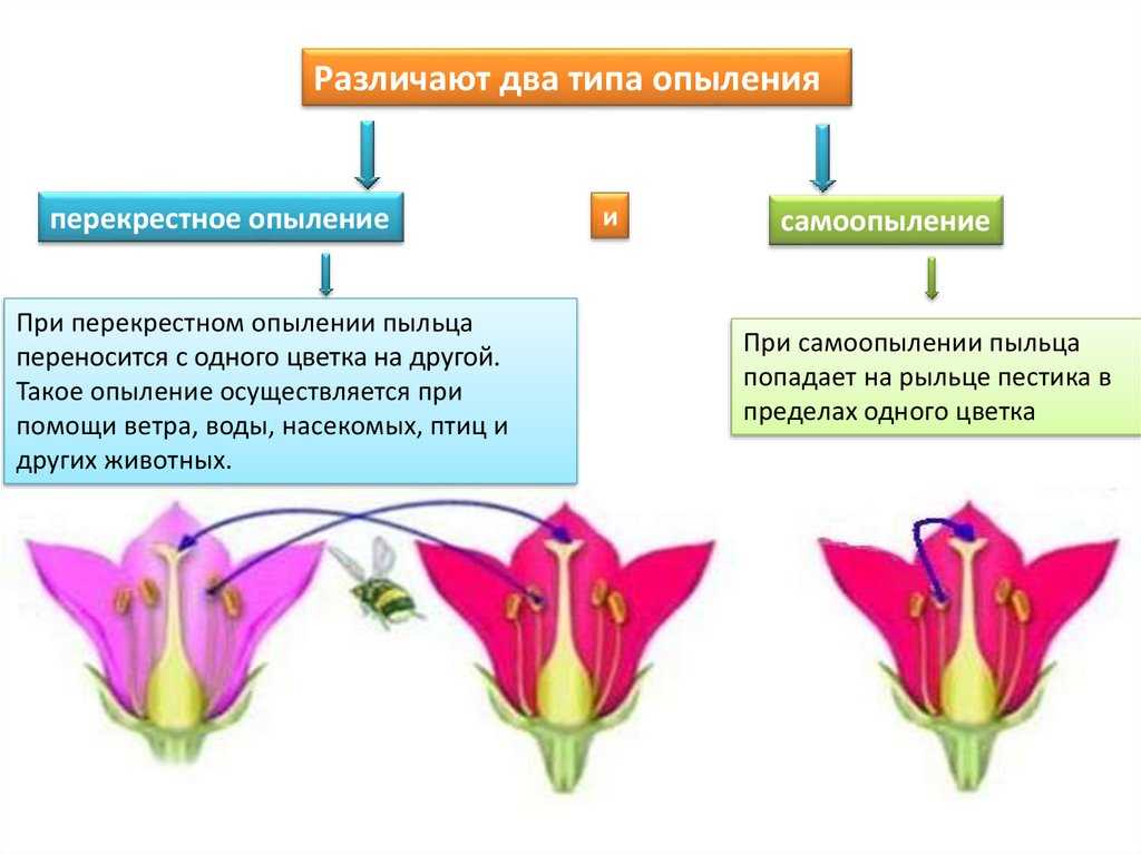 Опыление растений — юнциклопедия