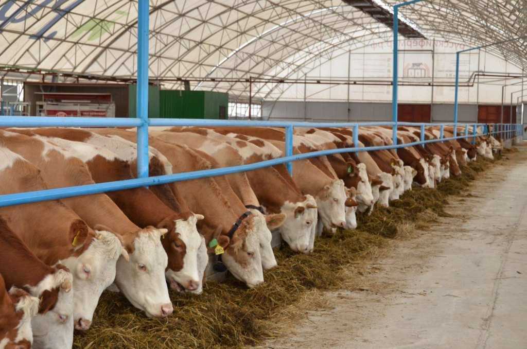 Технологическая переработка продукции животноводства