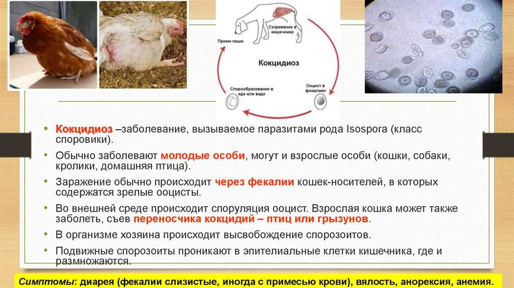 Ветеринария птицы | профилактика эймериоза кур в условиях промышленного бройлерного птицеводства. расчеты и просчеты