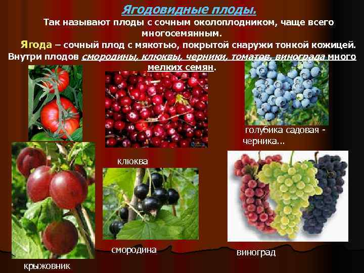 Дубильные вещества, что это такое. польза дубильных веществ для организма | здоровье человека