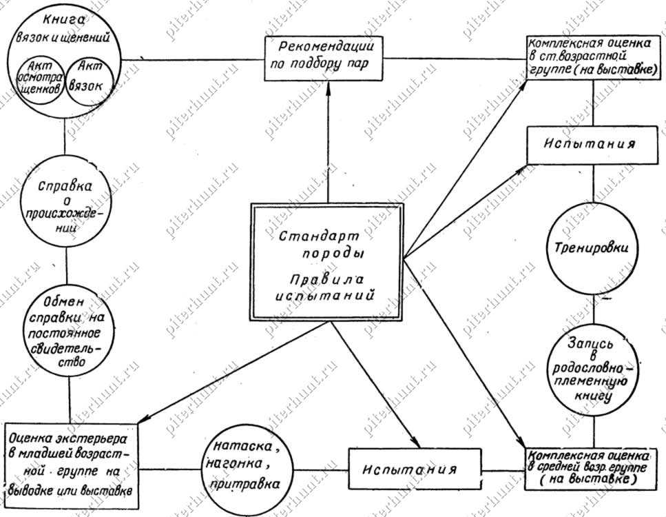План племенной работы питомника (образец)