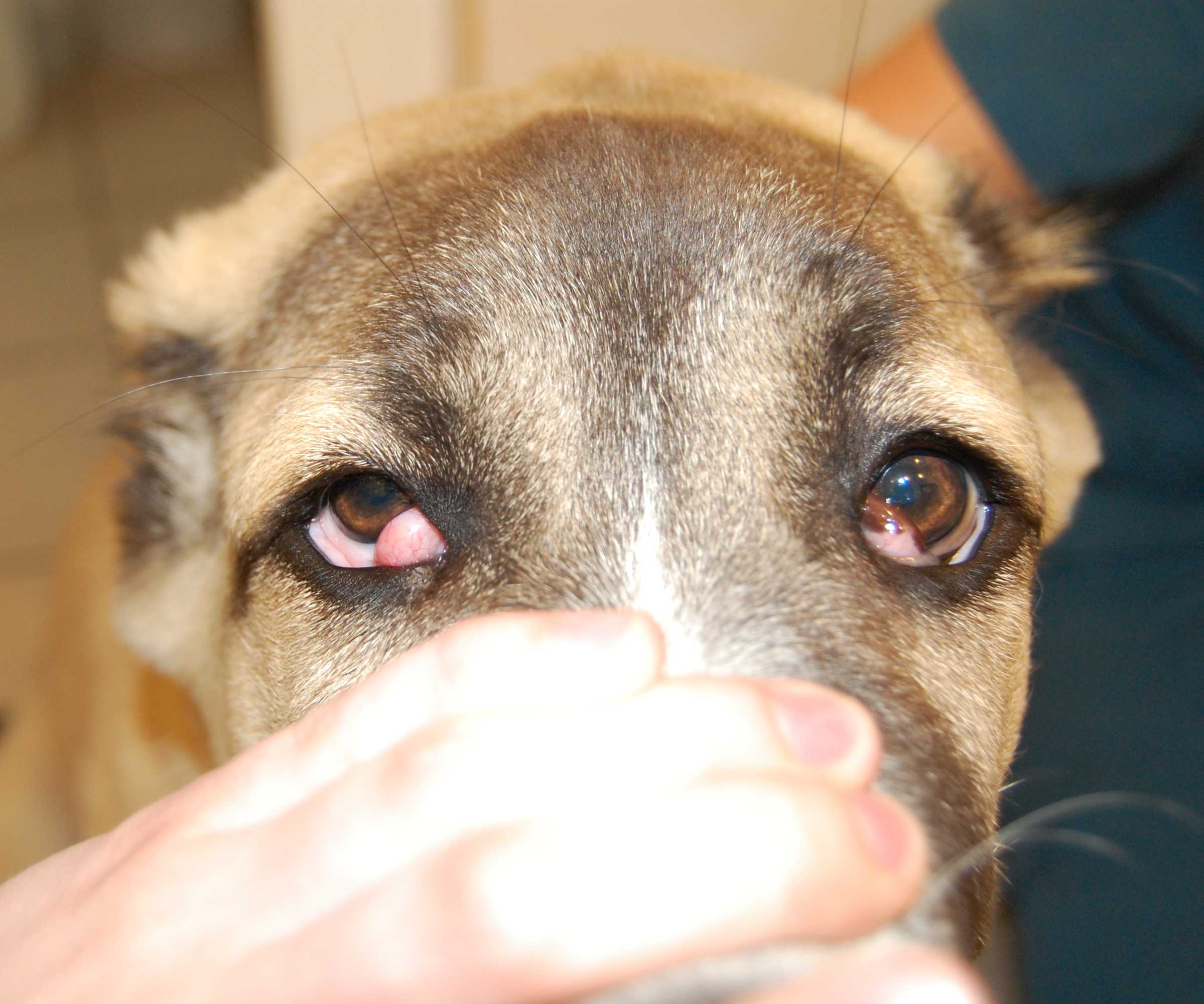 Болезни глаз у собак и кошек