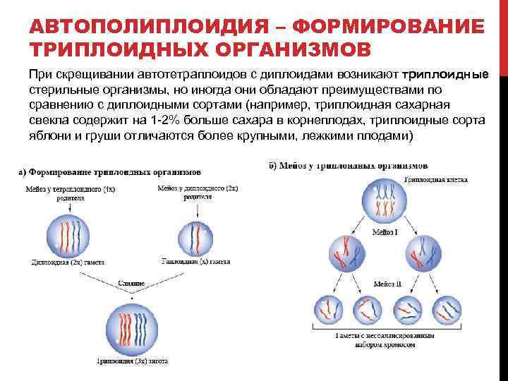 Полиплоидия - polyploidy