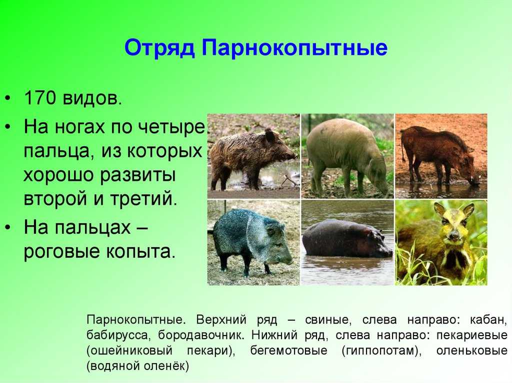 Сообщение на тему копытные млекопитающие