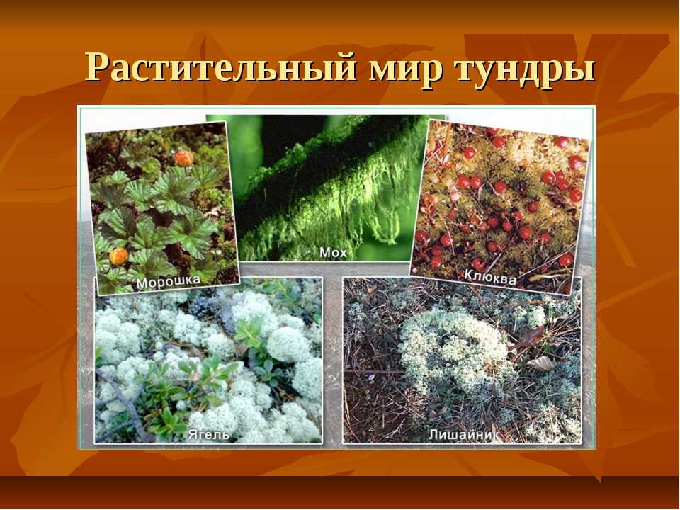 Тундра: внешний вид, фото, особенности, интересные факты, среда обитания