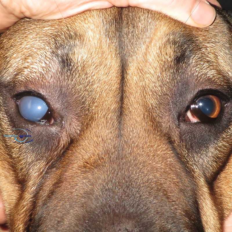 Болезни глаз у собак: причины, лечение, выбор лекарств_ | wwwcat.ru