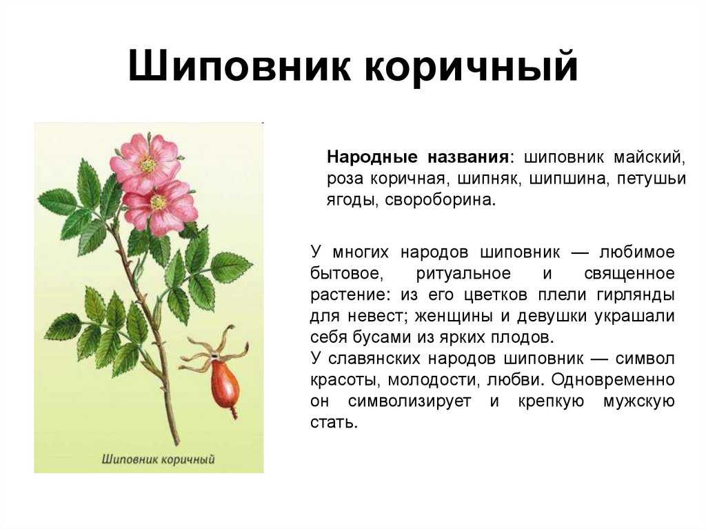 Можно ли собирать шиповник после заморозков осенью