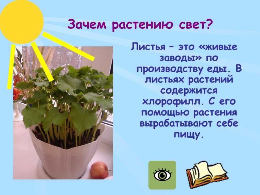 Как свет, тепло и вода влияют на рост и развитие растений: основные факторы успеха