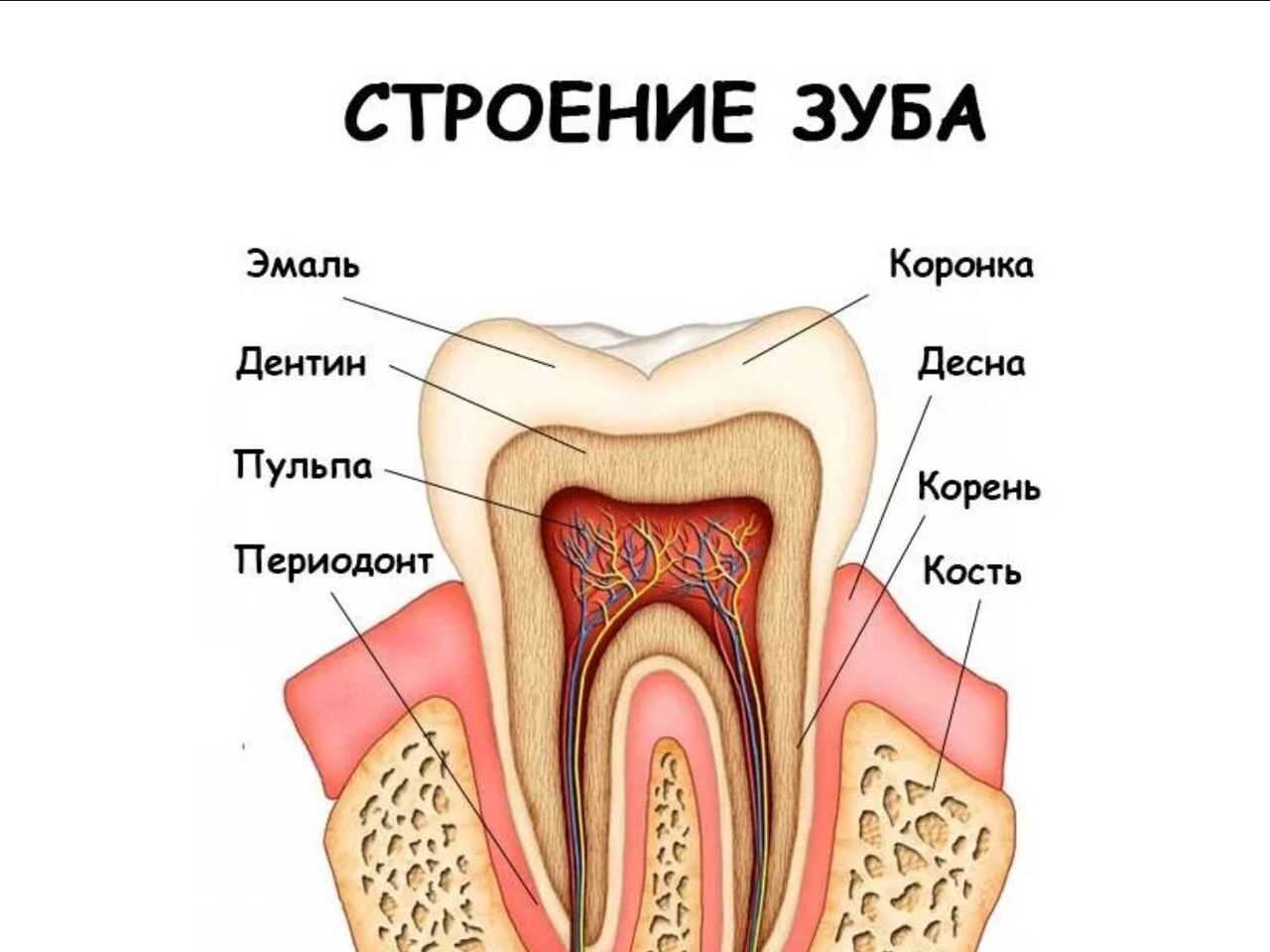 Как выварить клыки кабаньи? зубная система у кабана как сделать брелок из клыка кабана