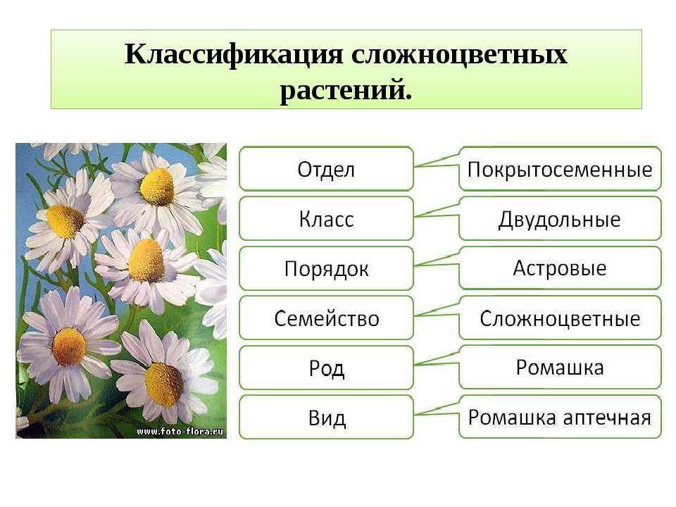 Бинарная номенклатура