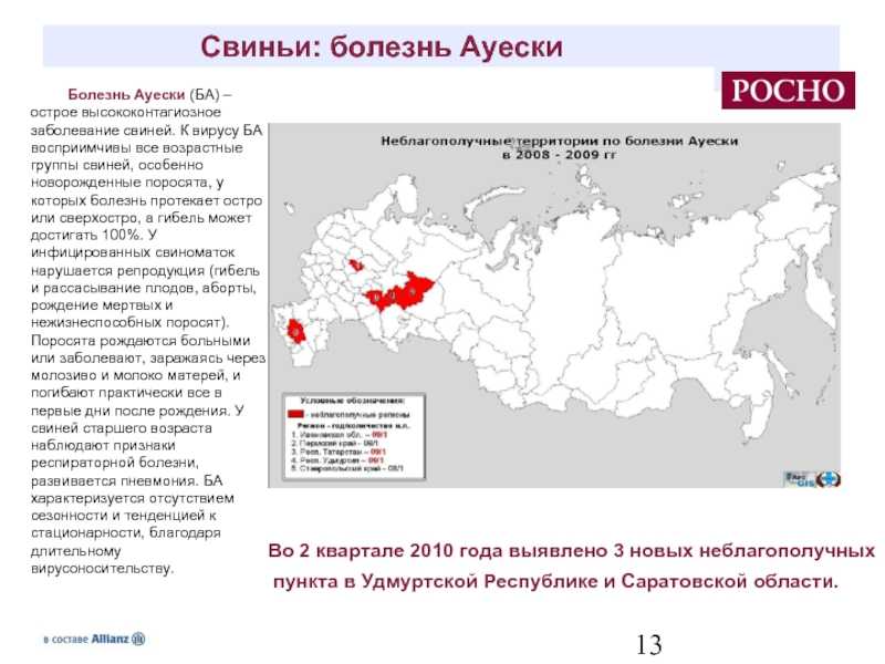 Ложное бешенство у кошек ― заболевание ауески — приют для кошек в печатниках