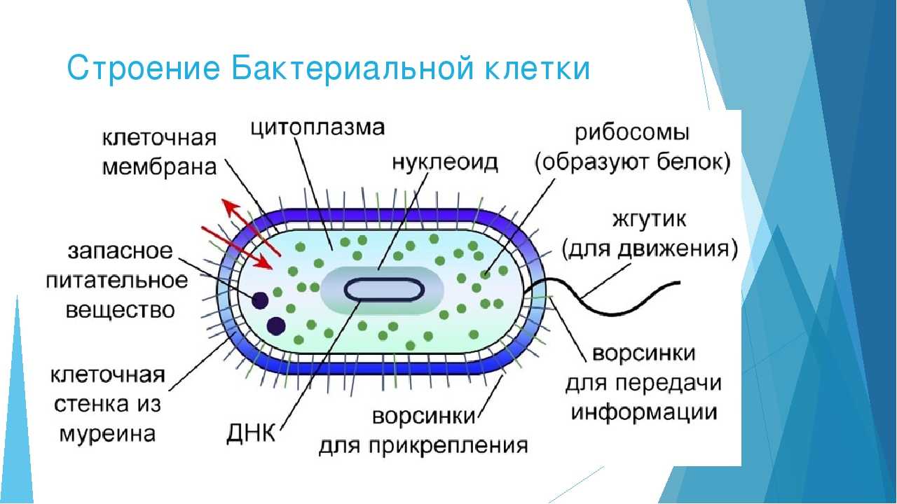 Элементы генной инженерии - наследственность и изменчивость микроорганизмов - микробиология учебное пособие - красникова л. в. - троицкий мост 2012