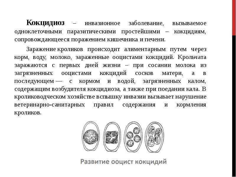 Кокцидиоз у кроликов. профилактика и лечение. | кролики. разведение и содержание в домашних условиях