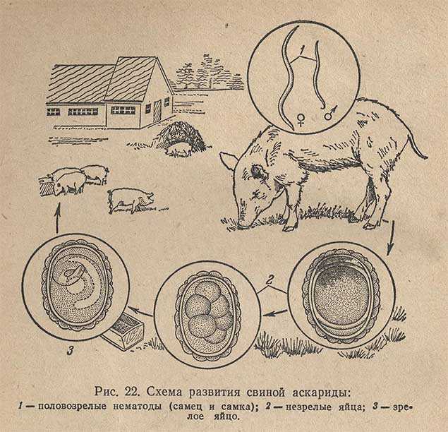 Эзофагостомоз свиней: симптомы, лечение