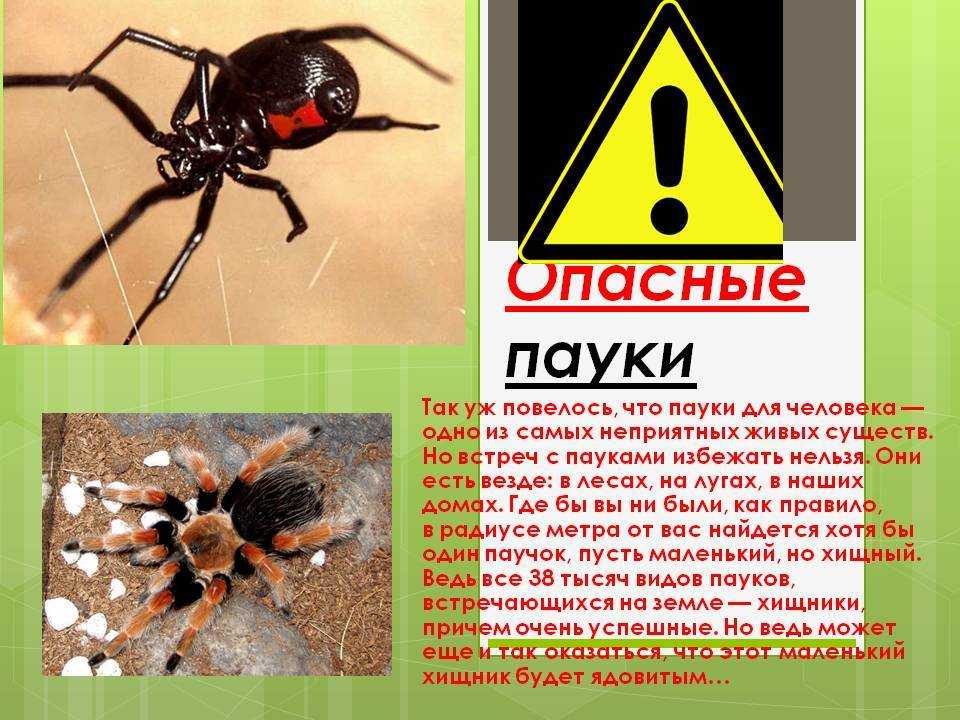 Как различать пауков - wikihow