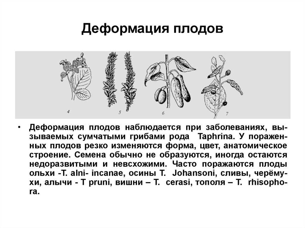 Болезни плодов и семян