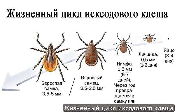 Иксодовые клещи — большая медицинская энциклопедия