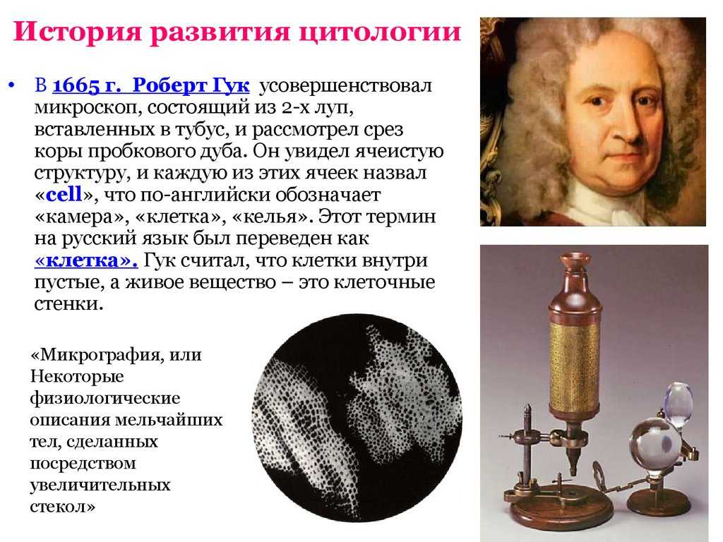 Роберт гук: биография и резюме его вклада в науку