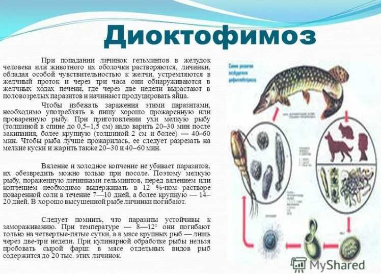 Нематодозы. наши четвероногие друзья