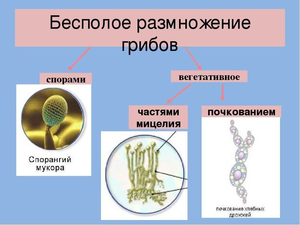 Грибы • большая российская энциклопедия - электронная версия