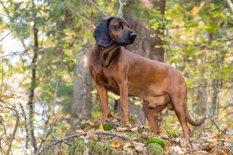 О судействе и полевых испытаниях - портал о собаках легавых пород и охоте