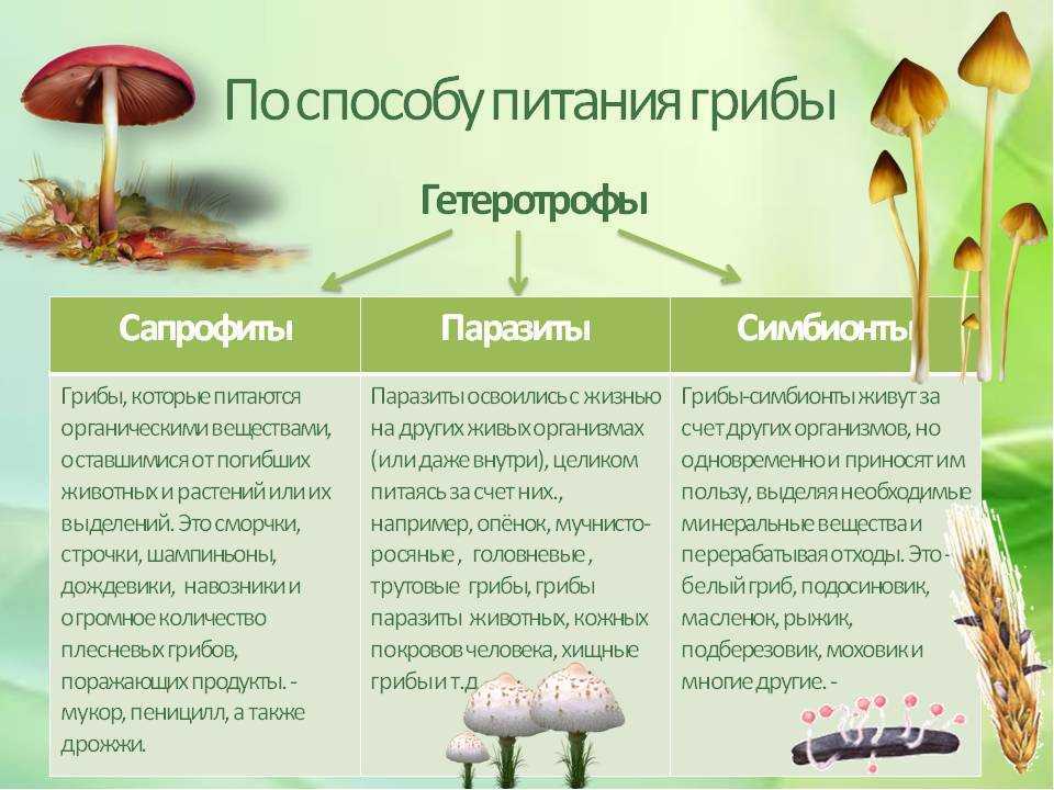 Настоящие грибы или эумицеты презентация, доклад, проект на тему