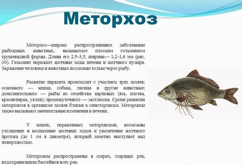Болезни рыб и их опасность для здоровья человека