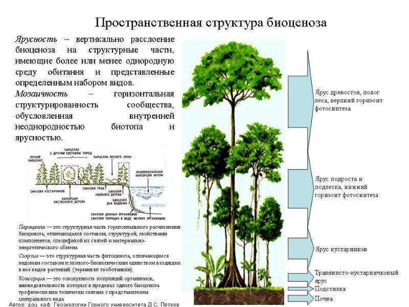 Пространственная структура биоценоза - 7 февраля 2010 - лекции