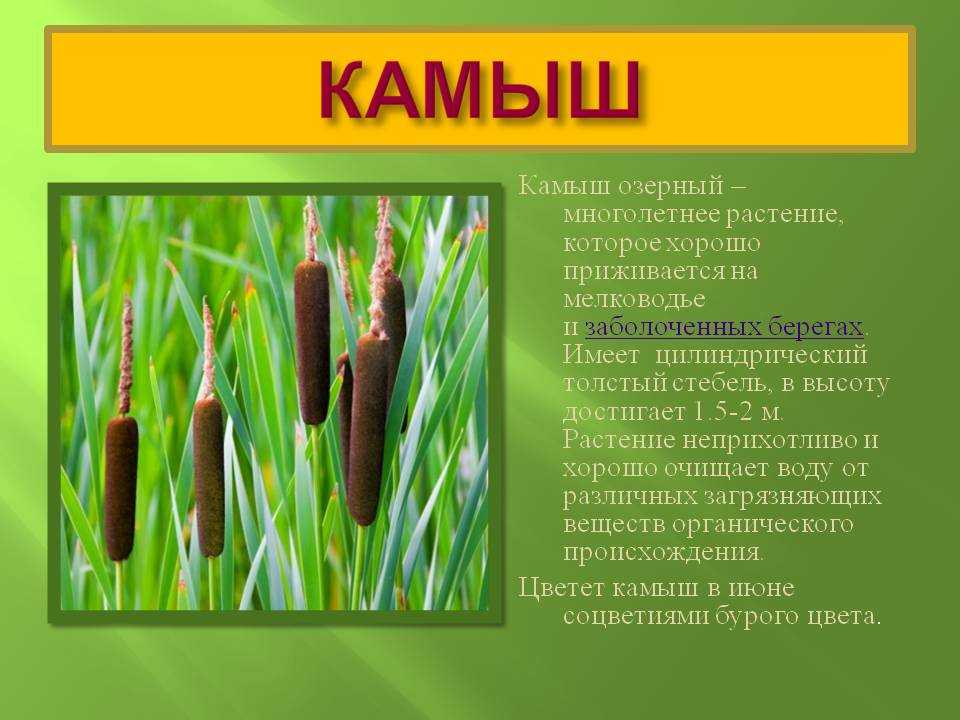 Чем отличается камыш от рогоза и тростника: ботаническая характеристика