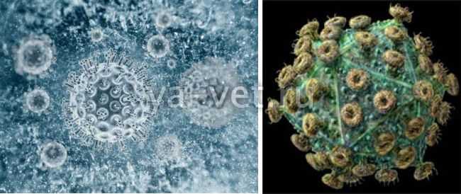 Significance of modern methods for laboratory detection of rabies agents and identification of the zoonose immunological survey