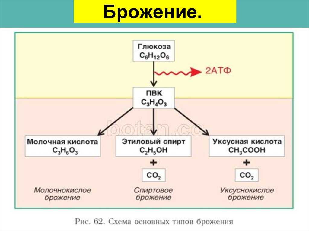 Химизм - спиртовое брожение
 - большая энциклопедия нефти и газа, статья, страница 1