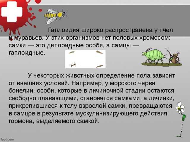 Гаплоид – определение и примеры