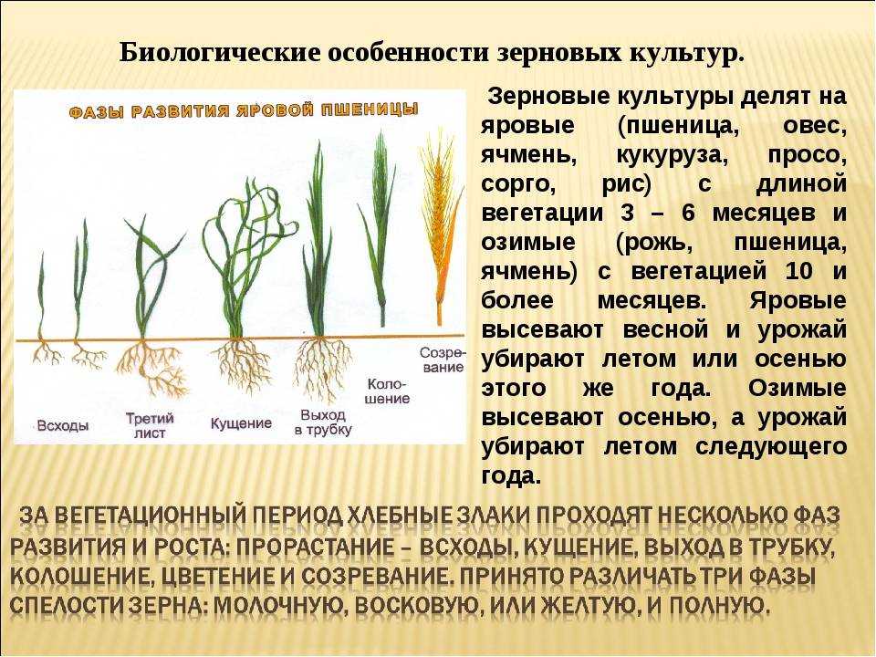 Яровая пшеница: описание, особенности возделывания, сорта и уборка