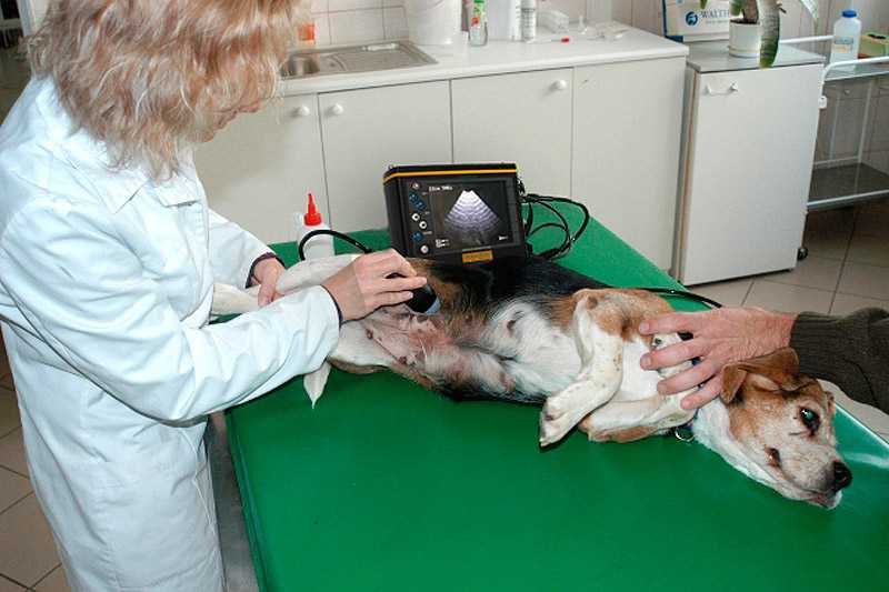 Доброкачественная опухоль у собаки: причины, симптомы и лечение
